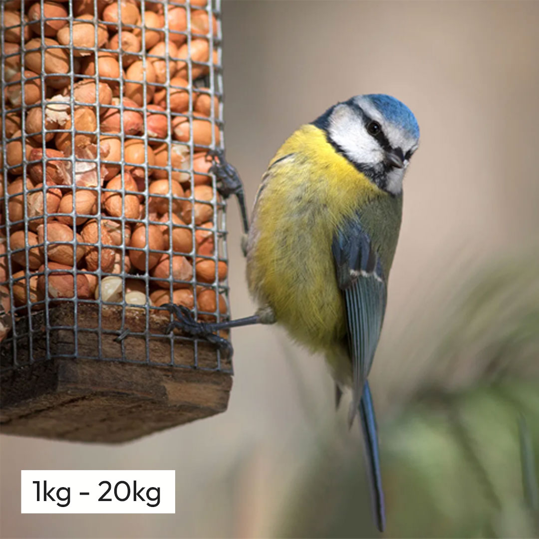 Peanuts for birds