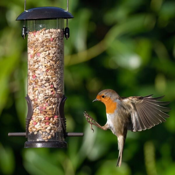 Spring Mix For Birds