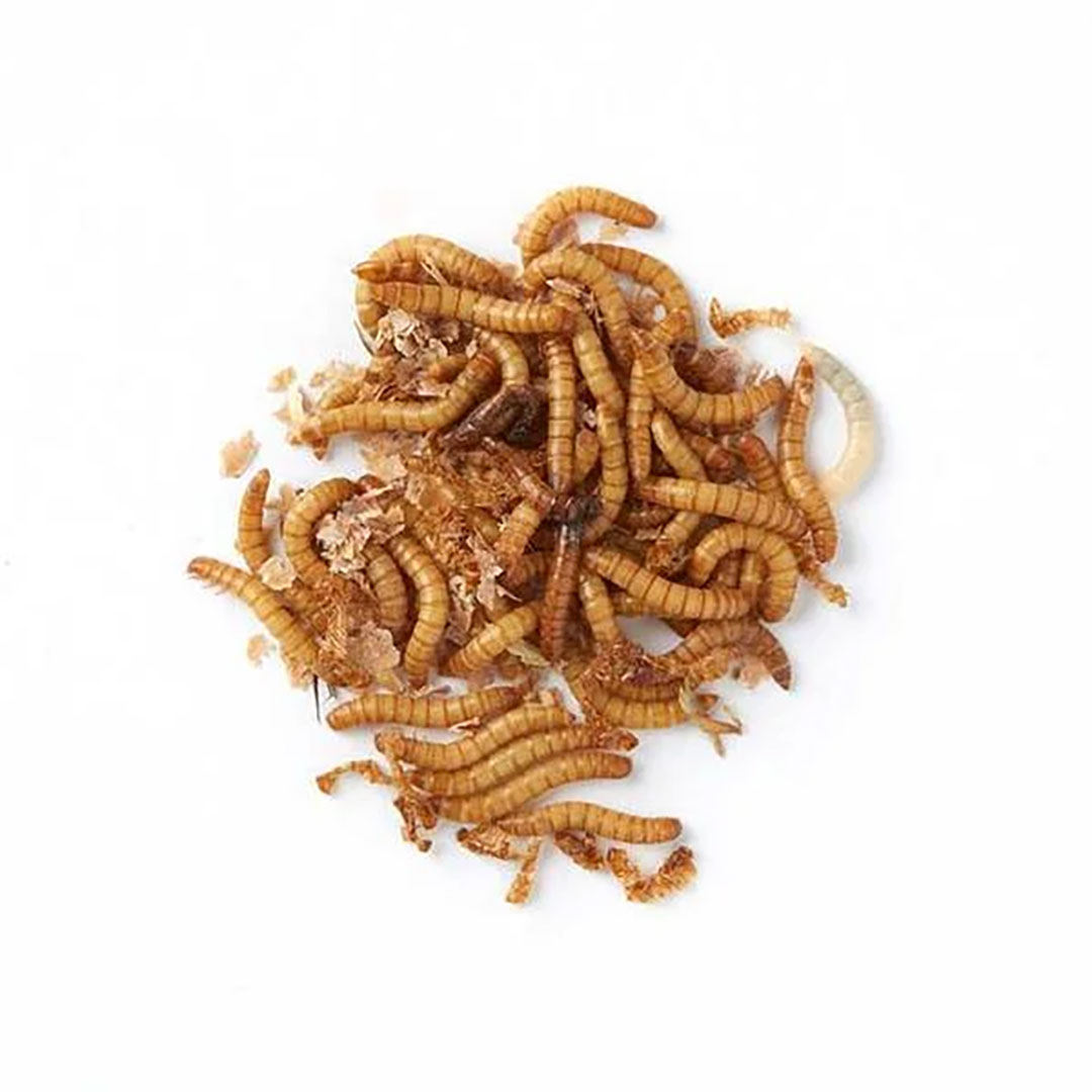 dried mealworms