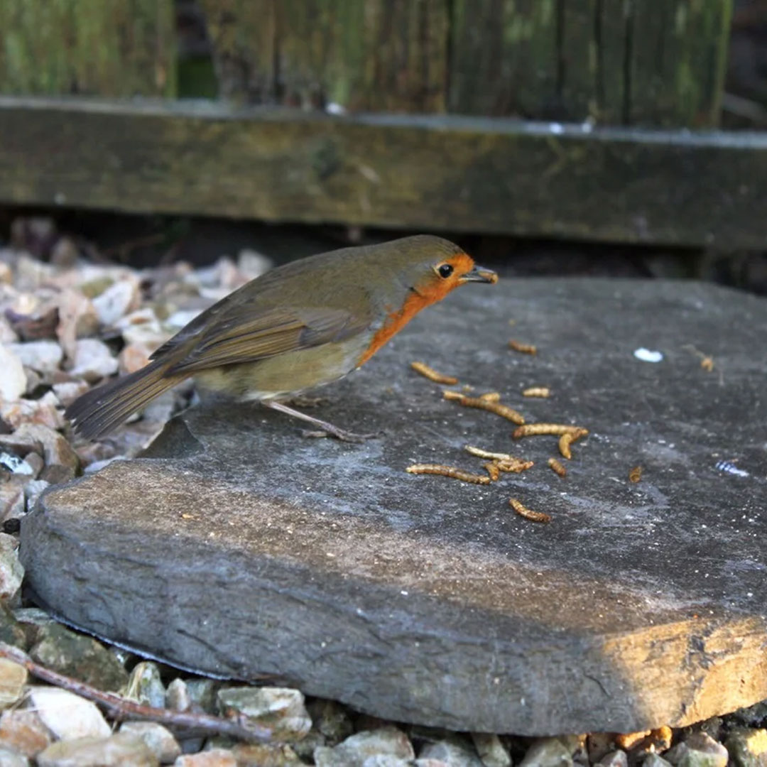 live mealworms