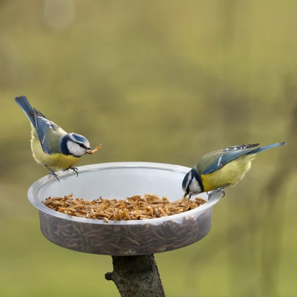 Dried Mealworms - Image 4