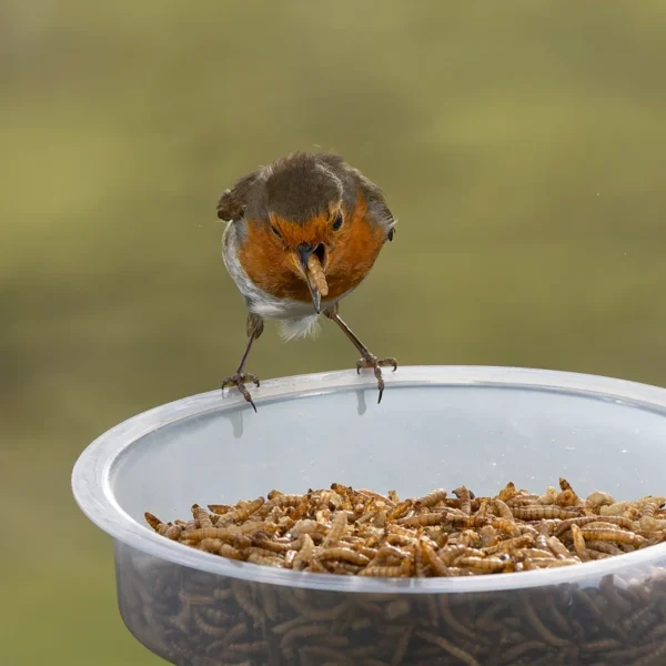 Dried Mealworms