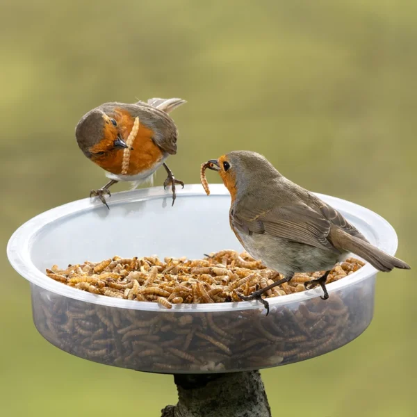 Dried Mealworms - Image 2