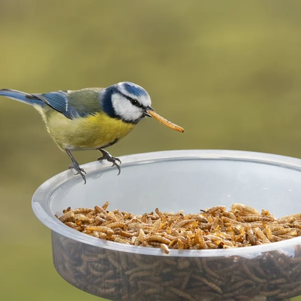Dried Mealworms - Image 3