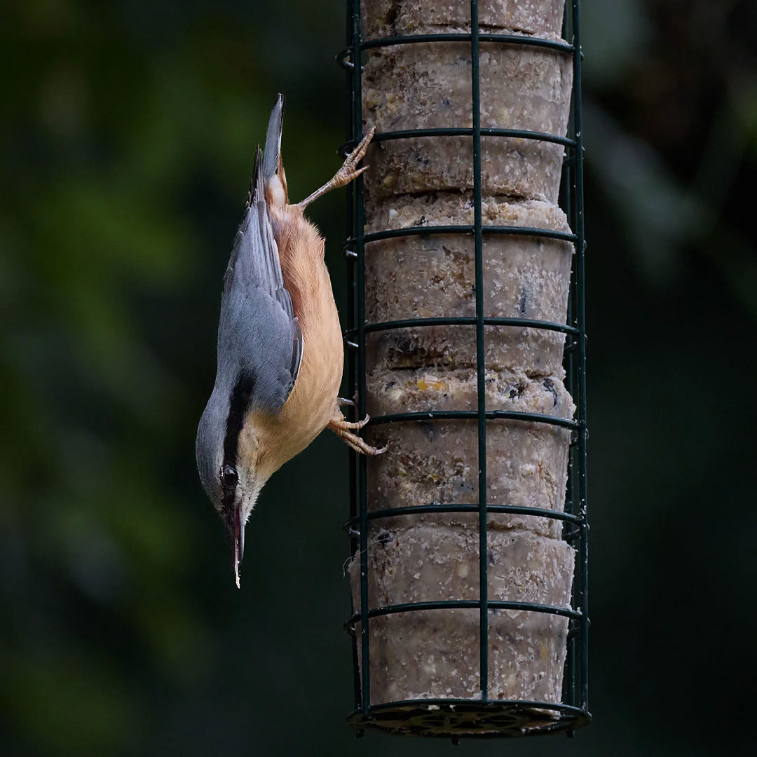 Suet Cakes