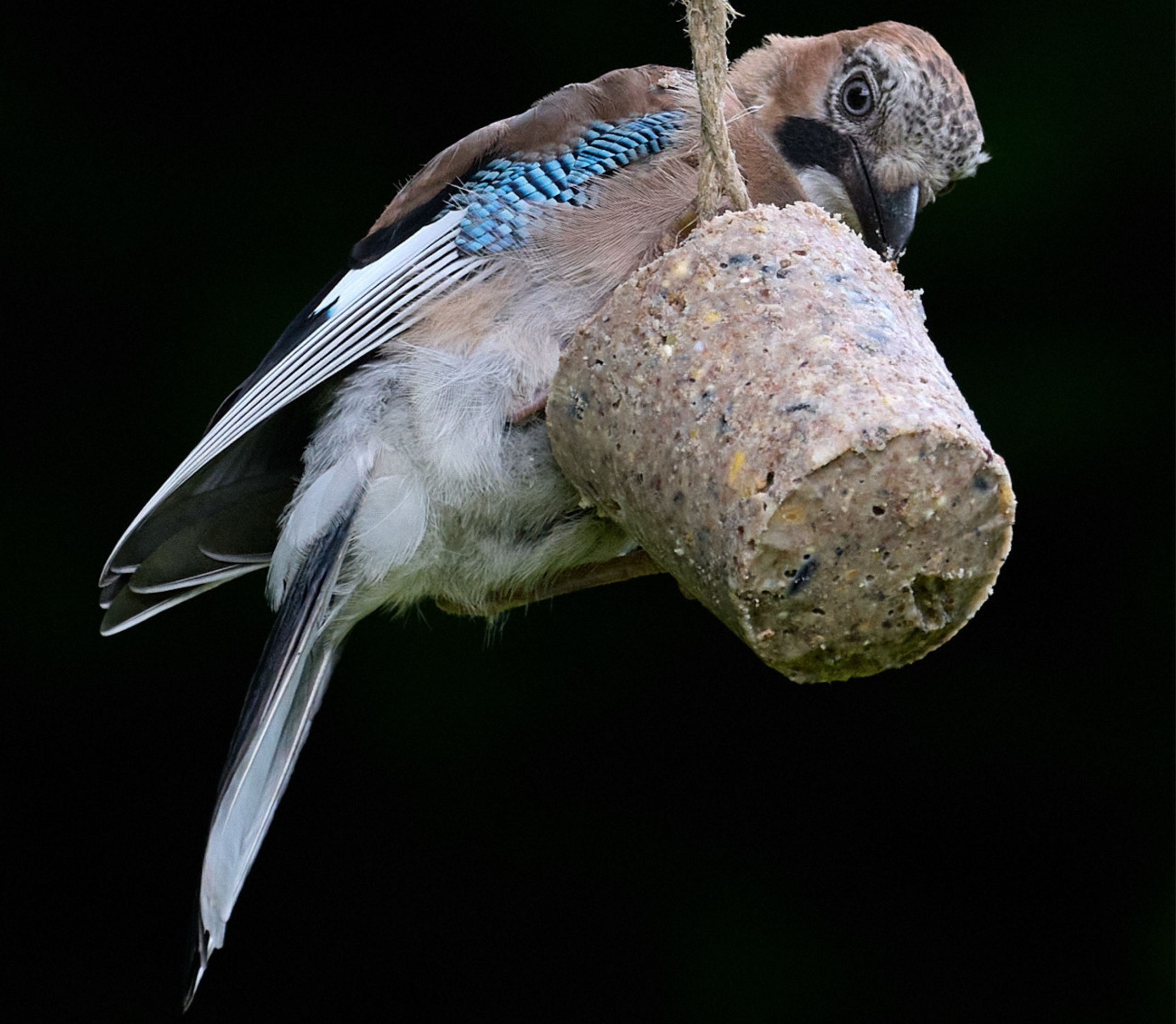 Choosing the Right Suet Shape: A Comparison of Suet Cones, Suet Blocks, Suet Cakes, and Fat Balls