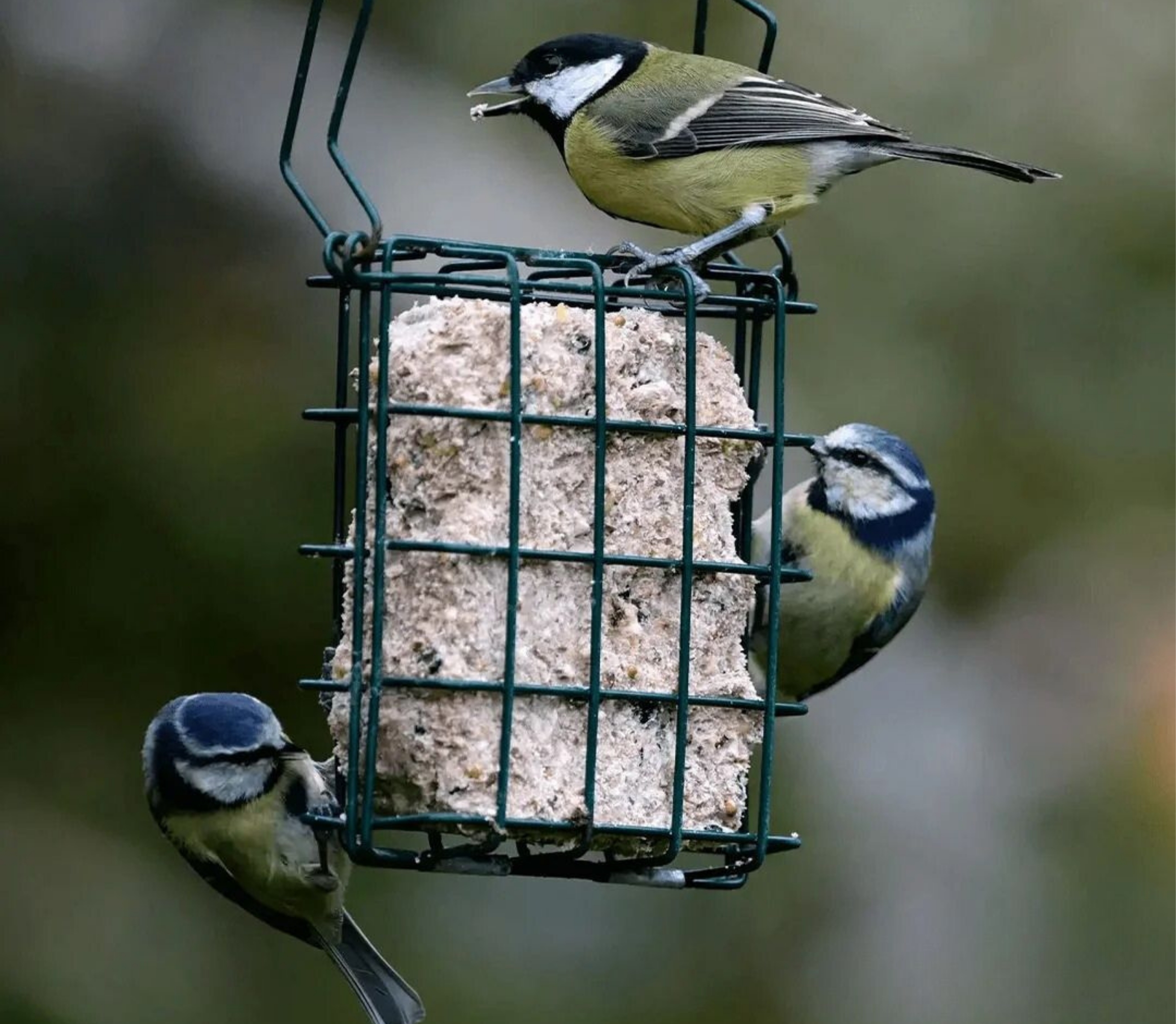 Suet Blocks for Birds – Everything You Need to Know About Feeding Birds Suet in Winter