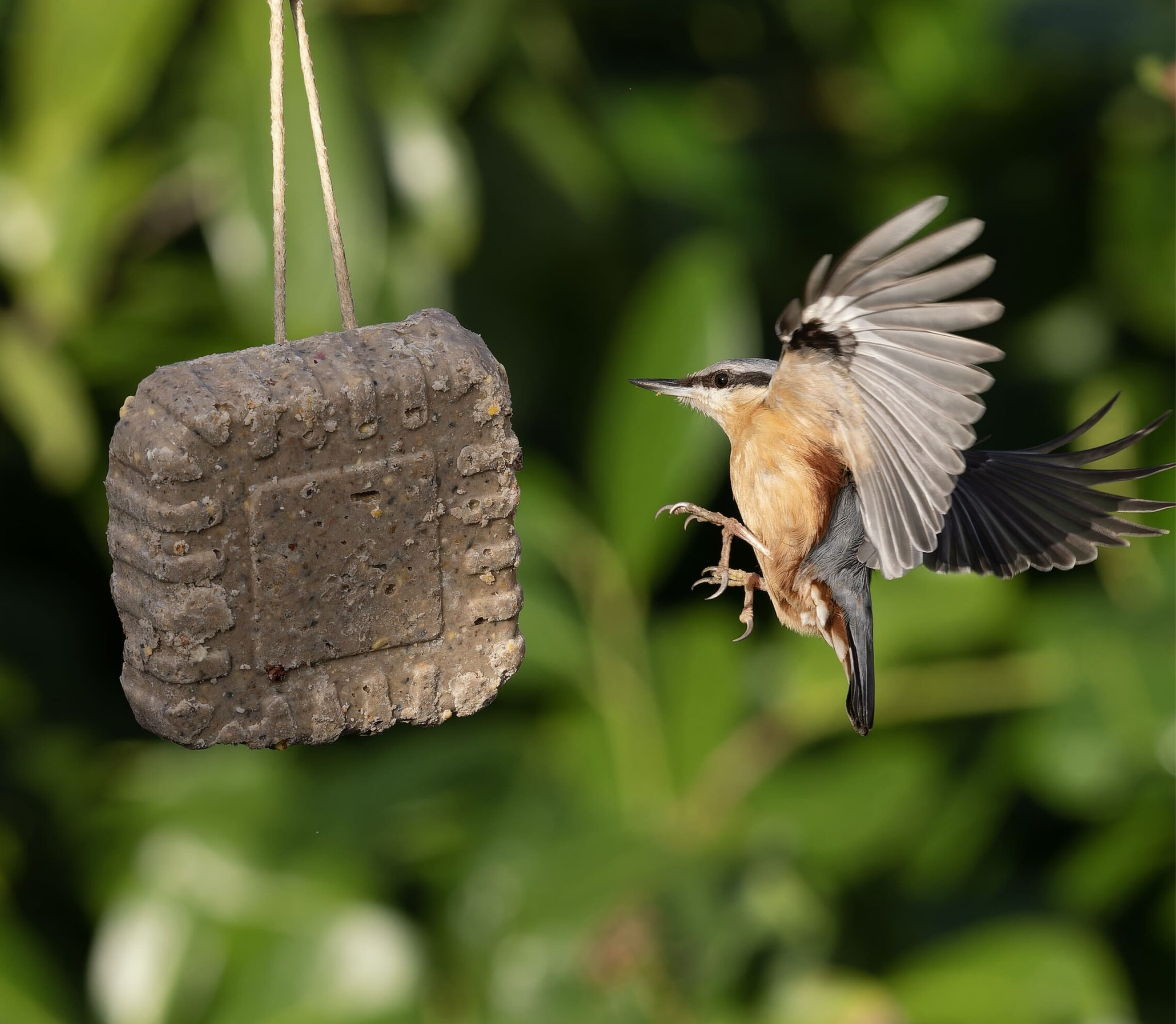 Suet Blocks in Spring: How to Help British Birds Nesting and Feeding Chicks