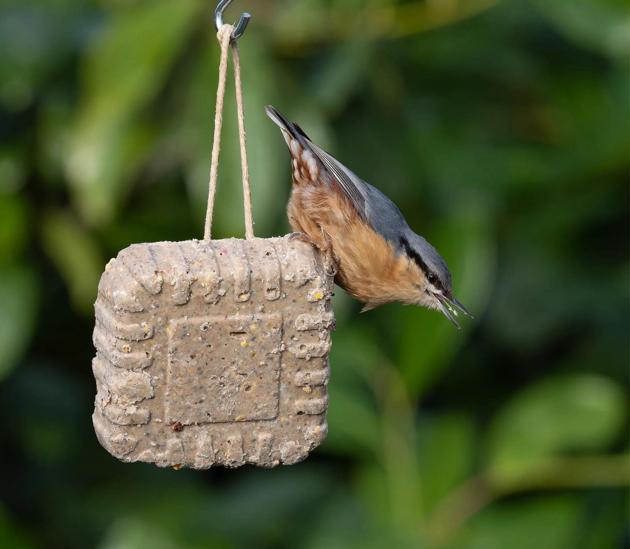 Suet Blocks in Winter: How to help birds survive the colder months.