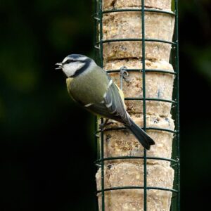 Suet Cakes