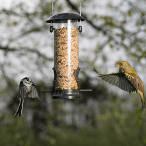 bird food for winter