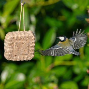 suet blocks for birds