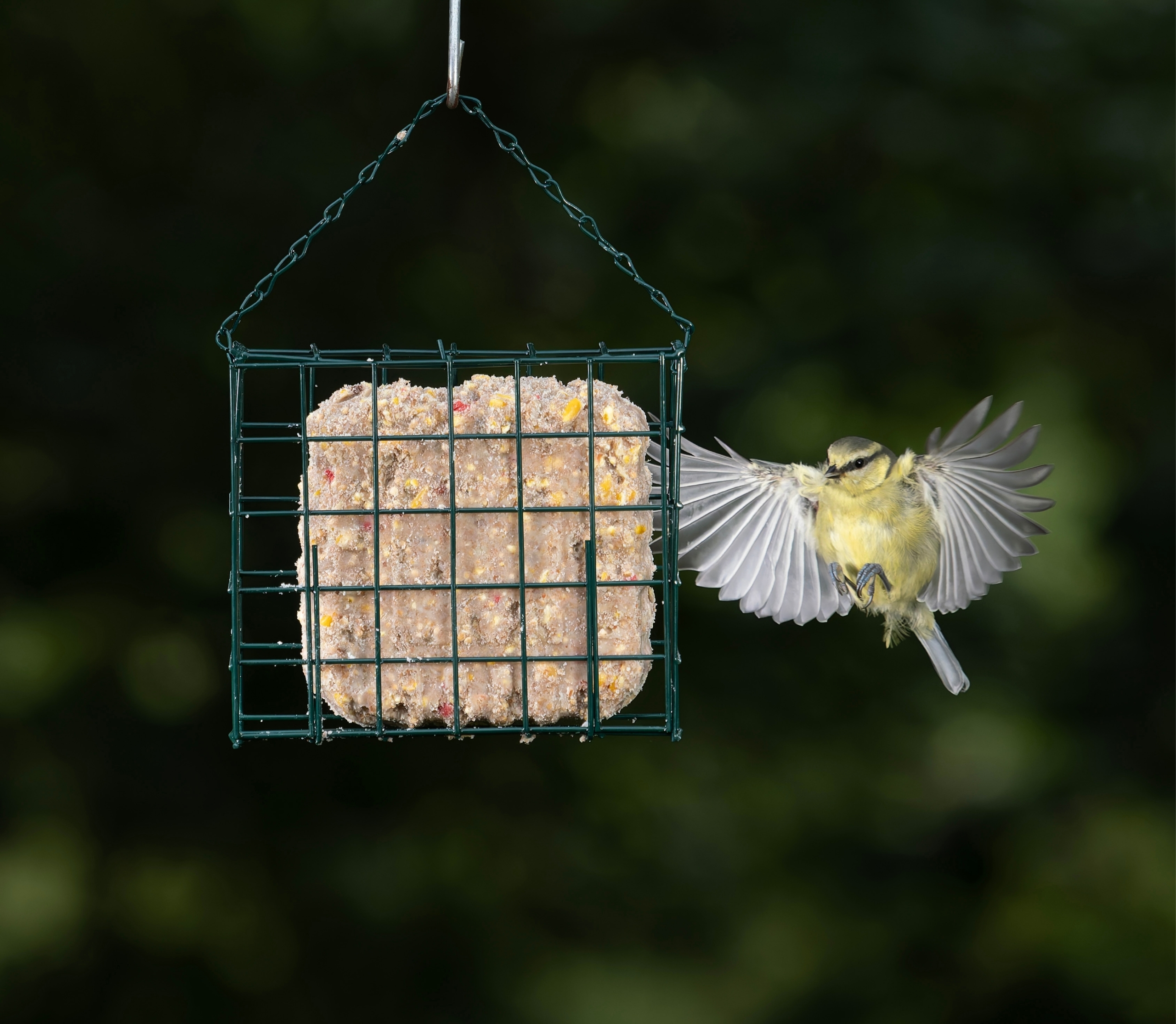 How to Create a Bird-Friendly Environment with Suet Blocks as a Key Attraction