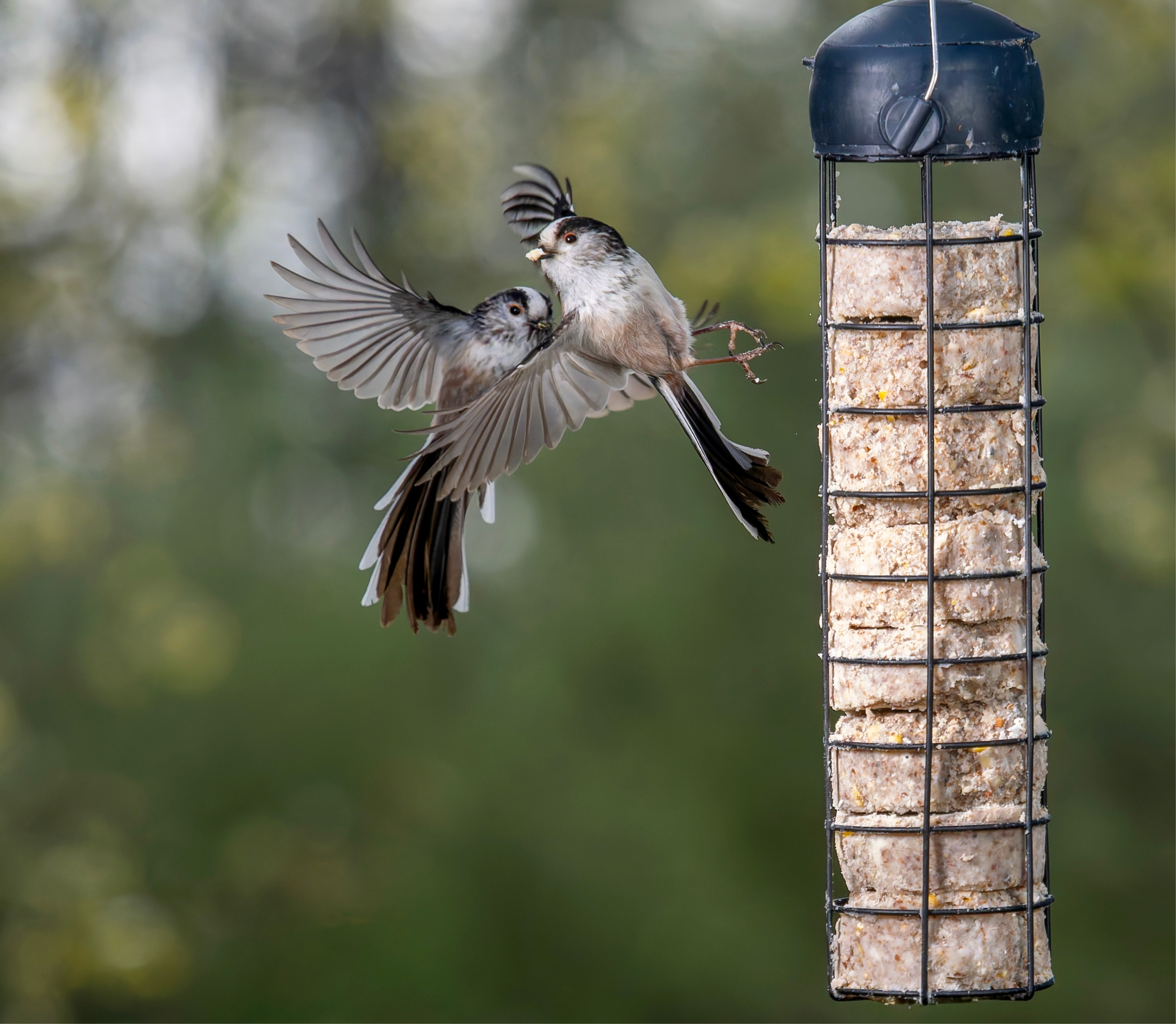 The Top 5 Superfoods for Wild Birds: Boost Their Health and Happiness