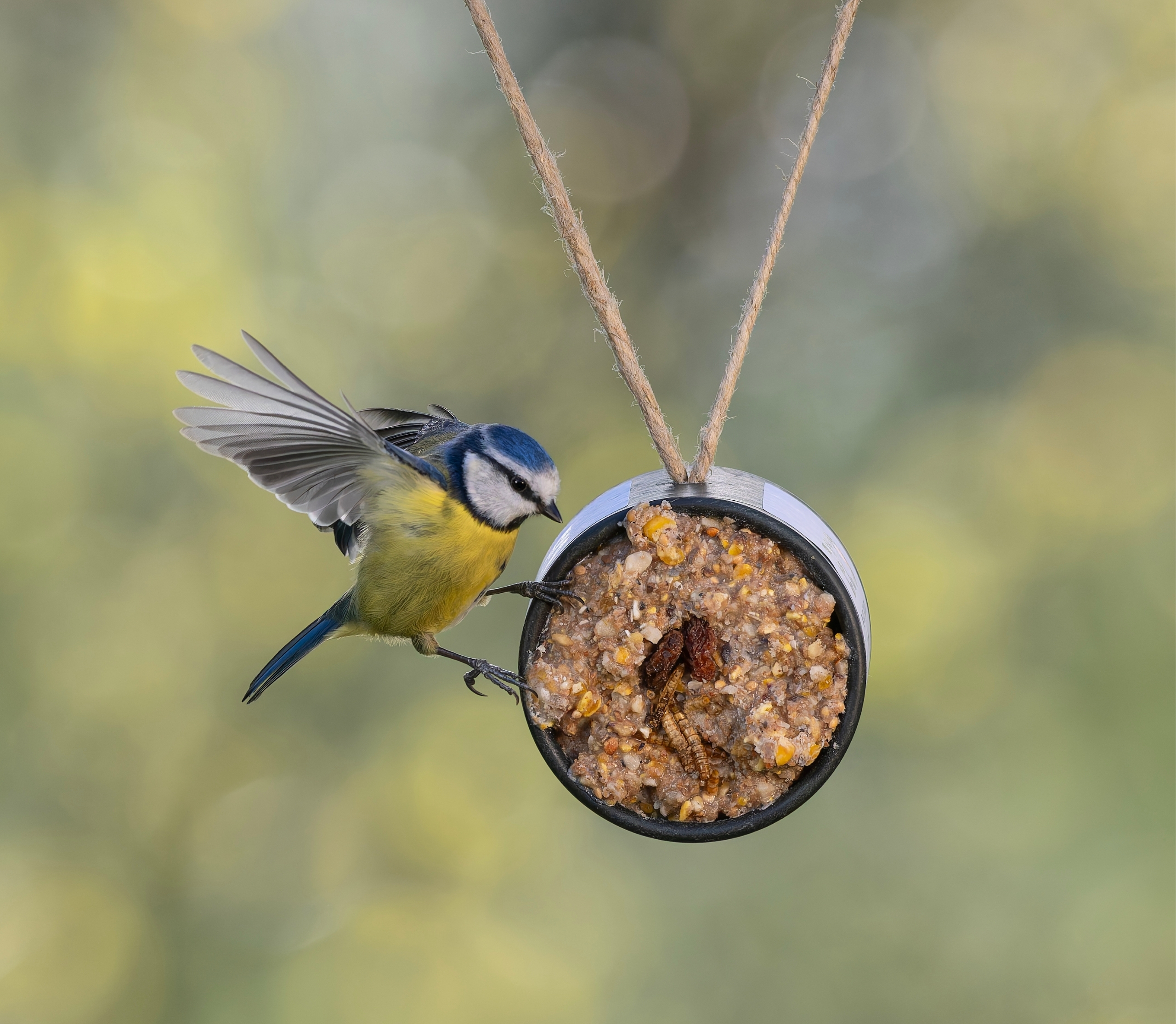 Beyond Bird Food: Surprising The Birds In Your Garden With Love