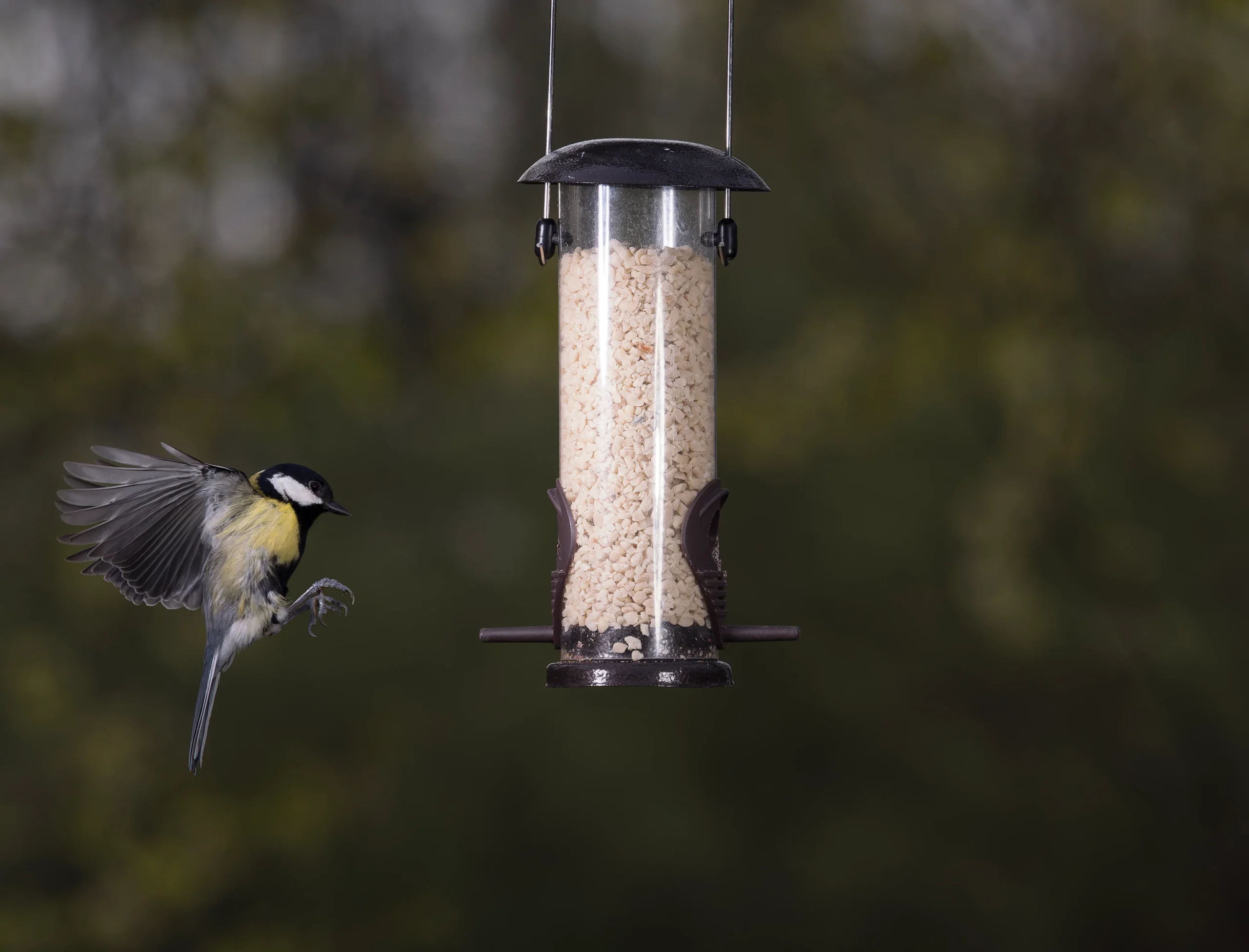 Everything You Need to Know About Feeding British Birds Peanut Pieces