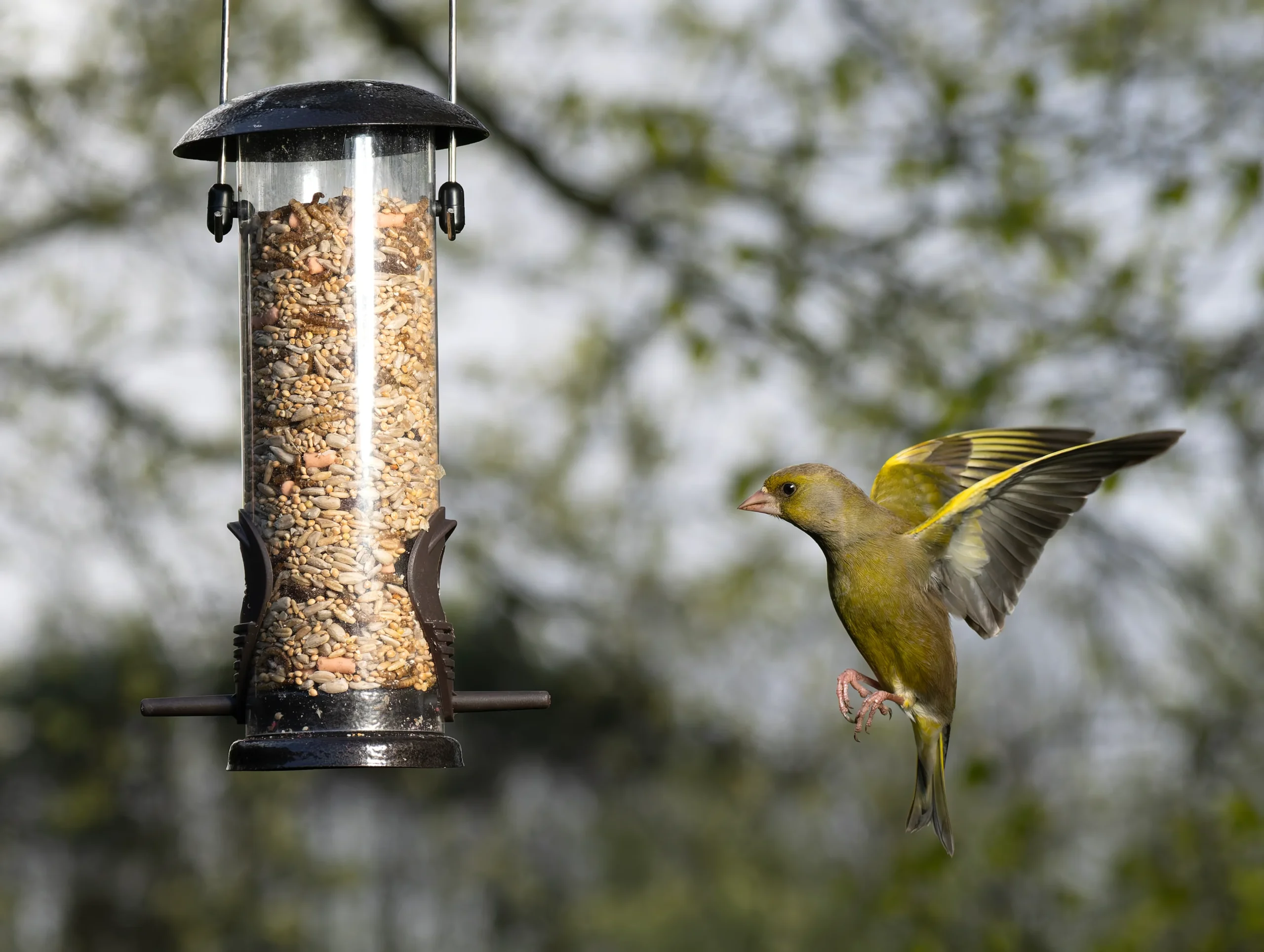 Everything You Need to Know About Feeding Birds in Britain a Bird Food Mix