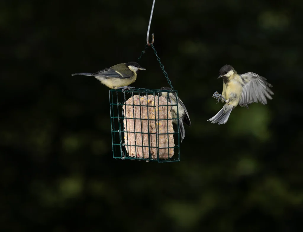 suet bird food