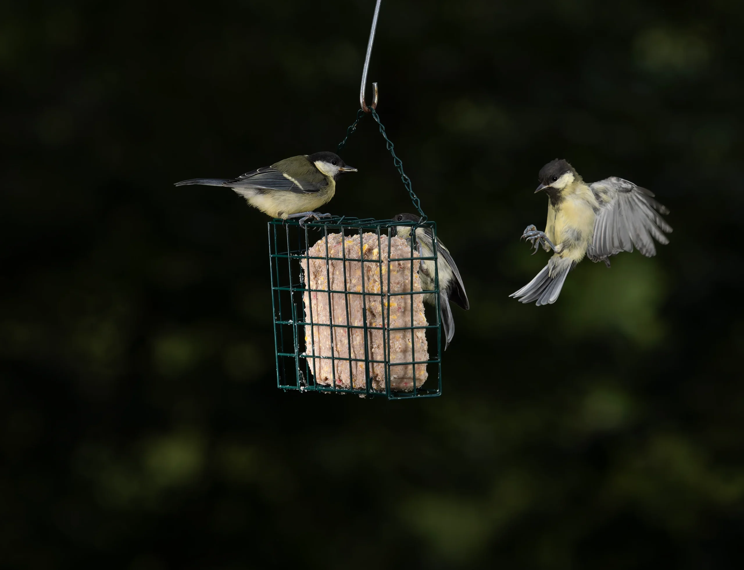 Everything You Need to Know About Using Suet Bird Food in Britain