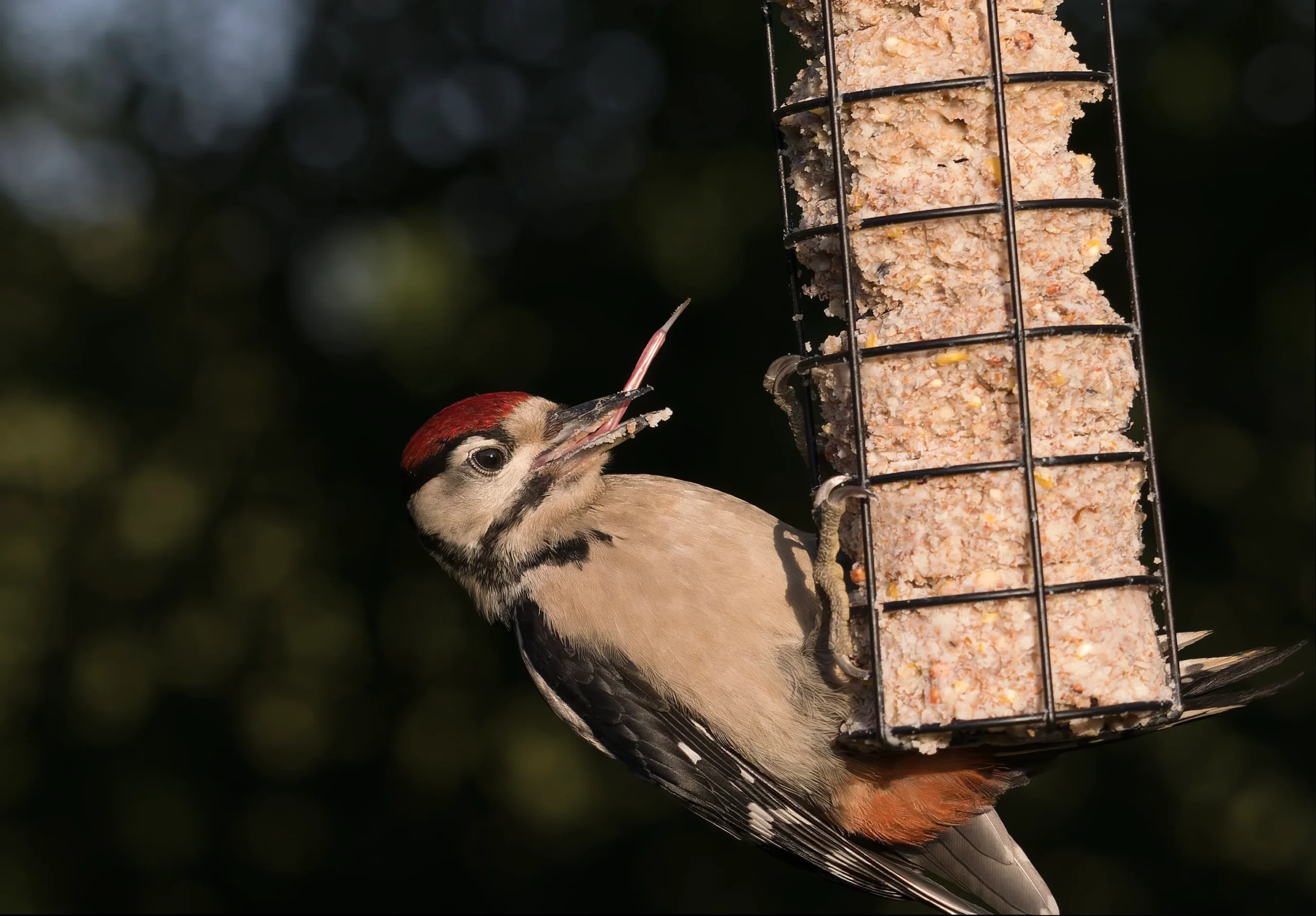 Everything You Need to Know About Feeding Birds in Britain