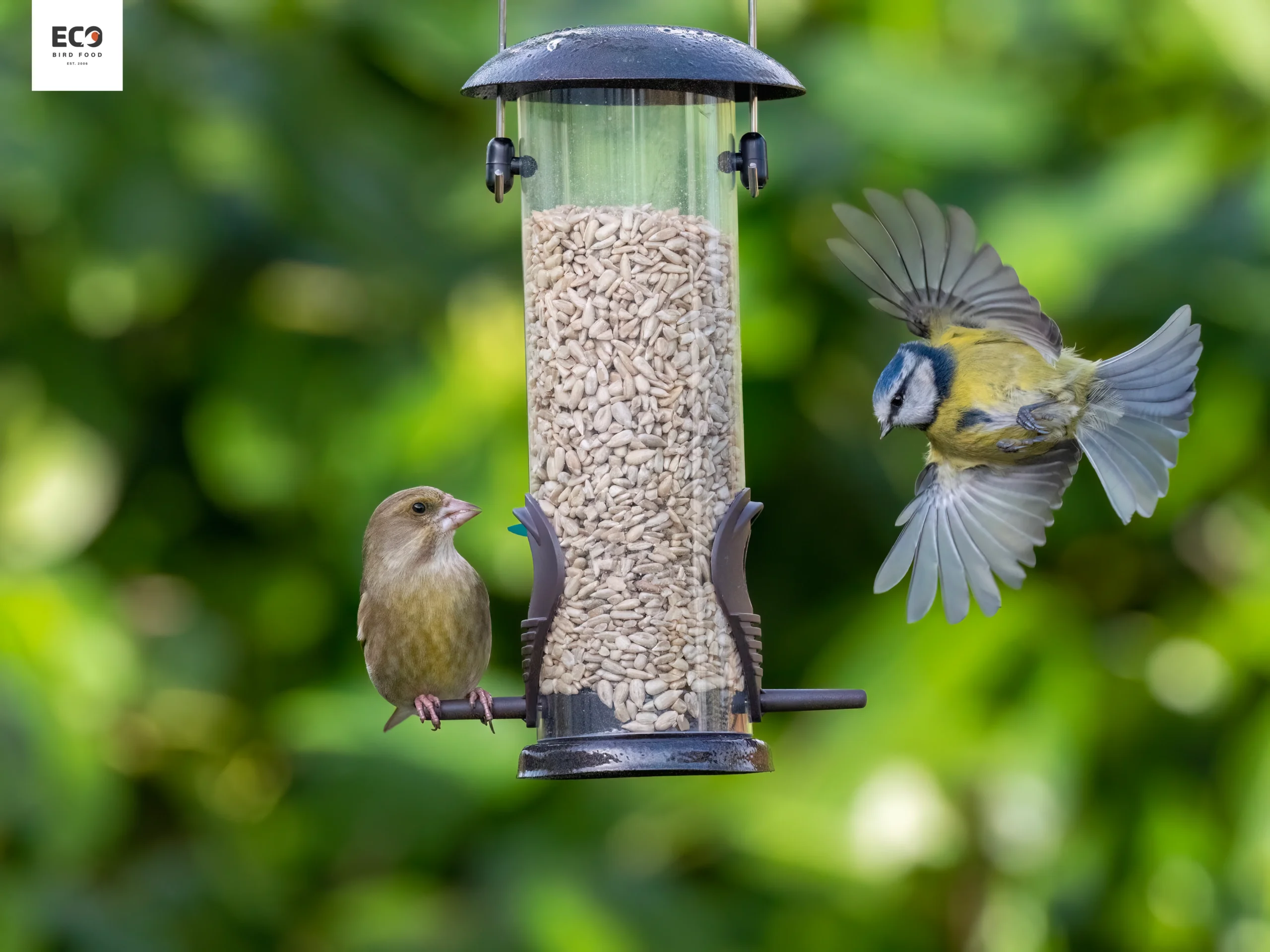 Everything You Need to Know About Feeding British Birds Sunflower Hearts