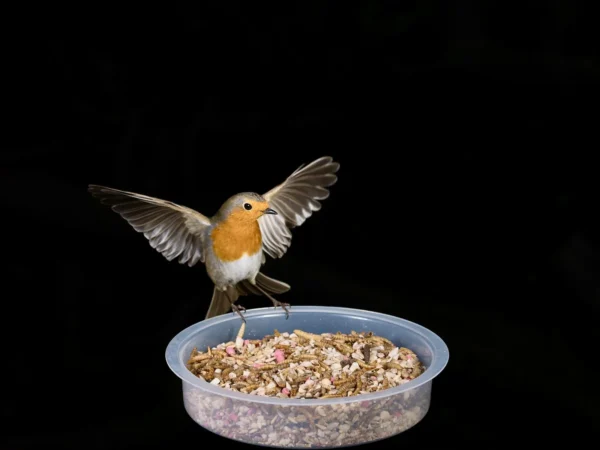 Robin's Delight - Image 4