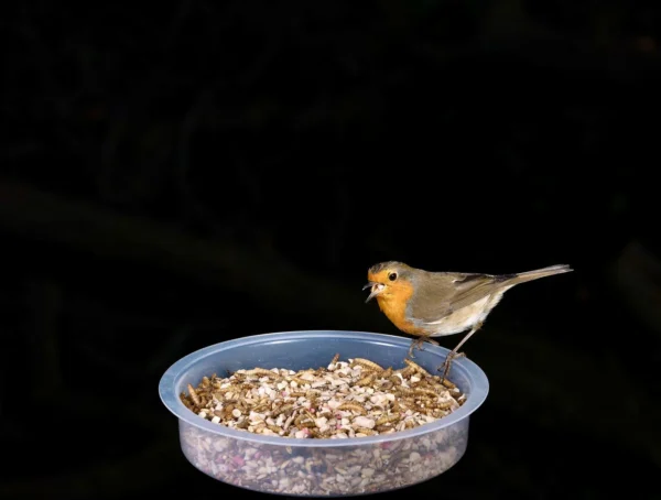 Robin's Delight - Image 3