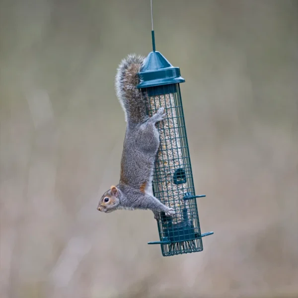 Squirrel Buster Classic - Image 2