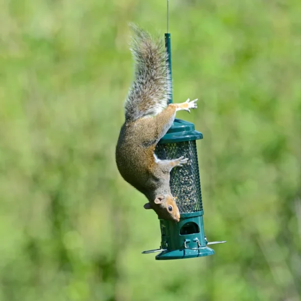 Squirrel Buster - Image 5