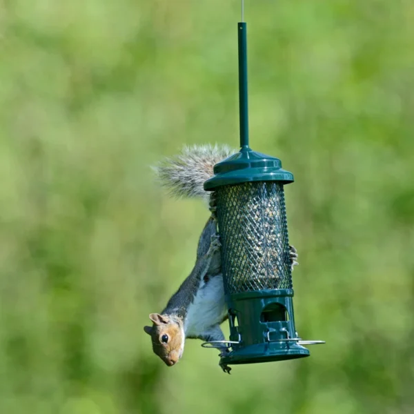 Squirrel Buster - Image 4