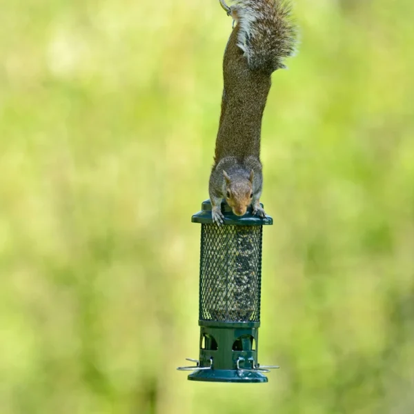 Squirrel Buster - Image 3
