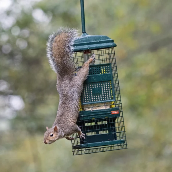 Squirrel Buster Suet