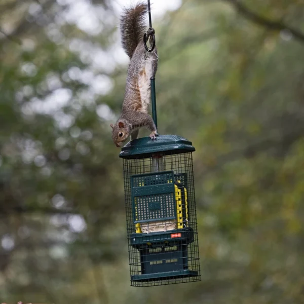 Squirrel Buster Suet