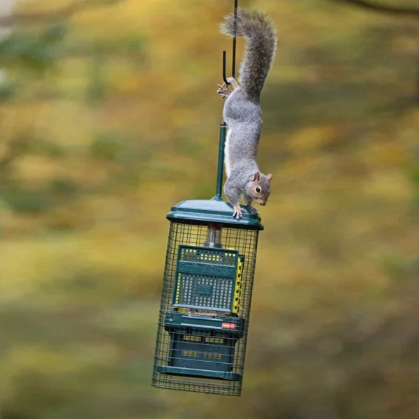 Squirrel Buster Suet