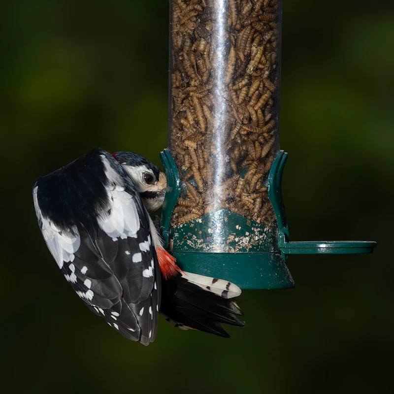 Calciworms - Image 2