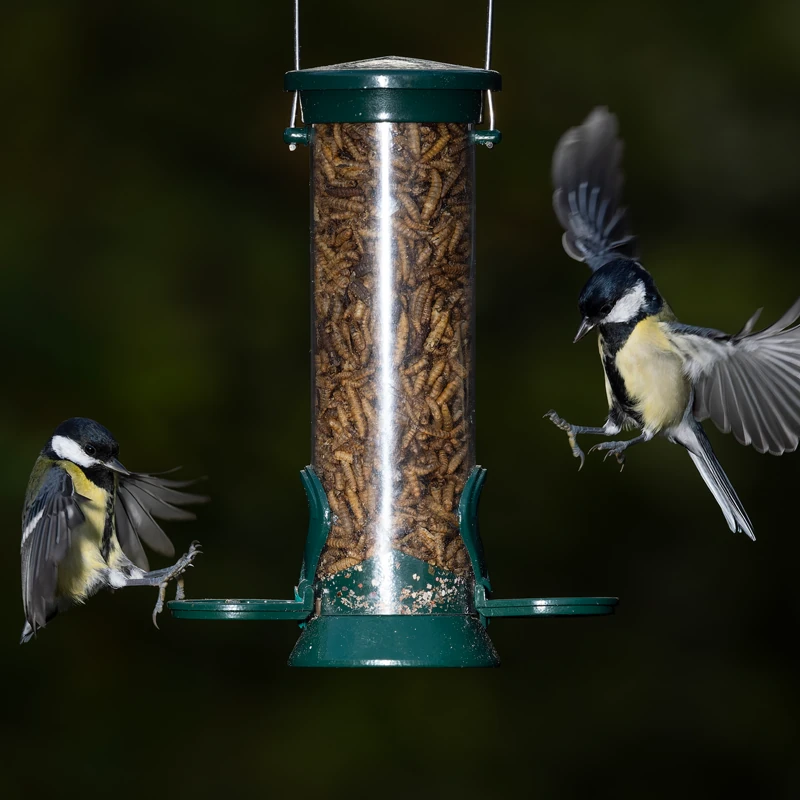 Calciworms - Image 3