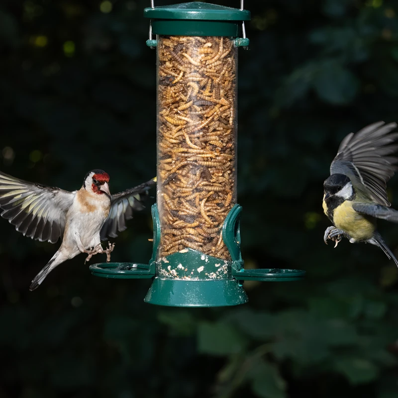 Mixed Mealworms and Calciworms