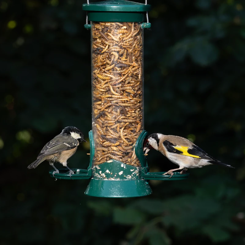 Mixed Mealworms and Calciworms - Image 2