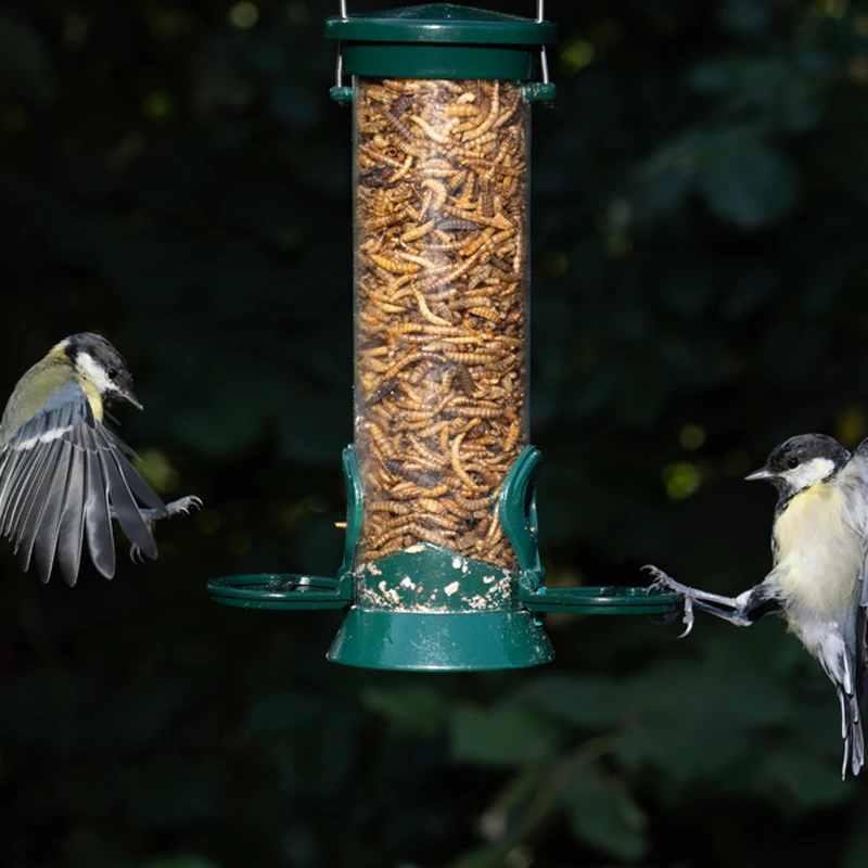 Mixed Mealworms and Calciworms - Image 3