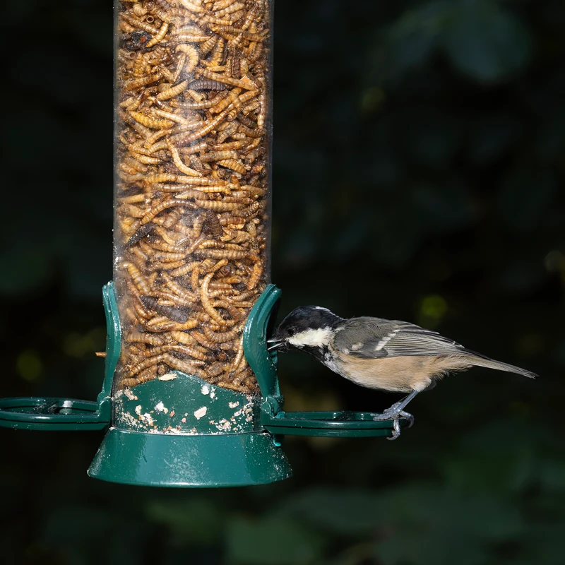 Mixed Mealworms and Calciworms - Image 4