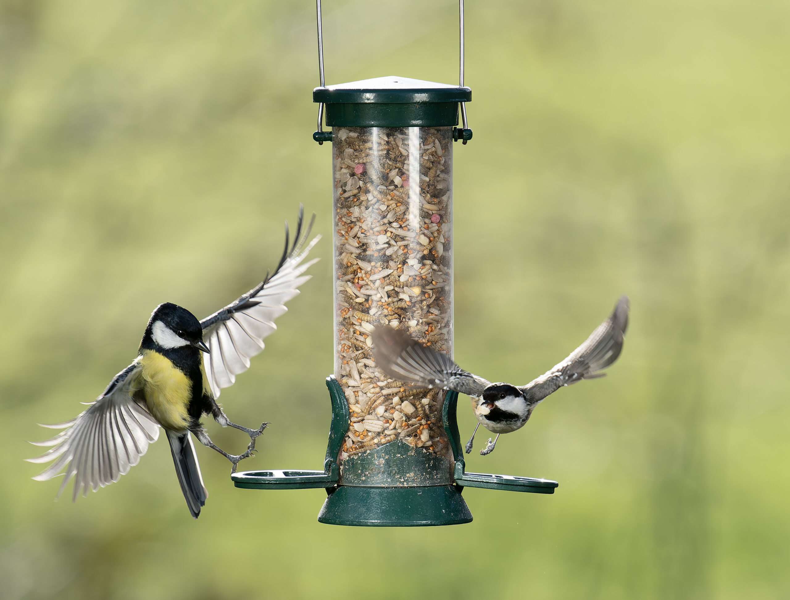 Spring Mix - Image 3