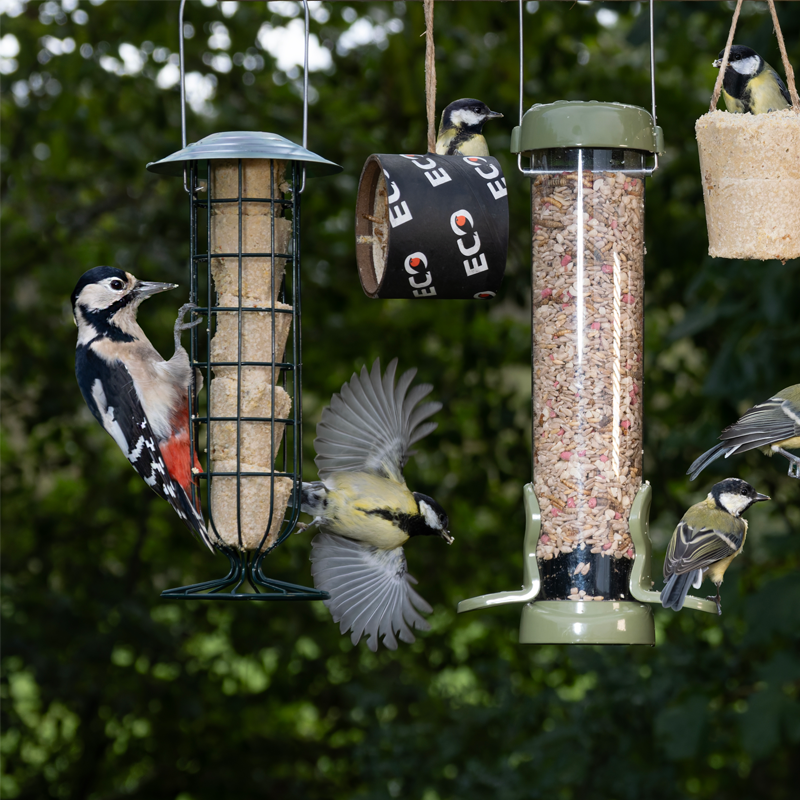 Autumn Suet and Seed Special