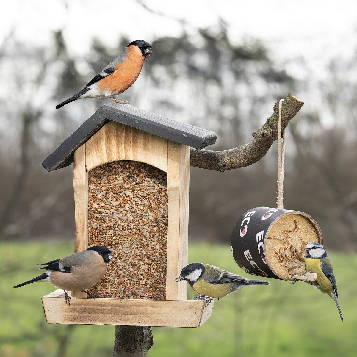 Autumn Suet and Seed Special 1x1